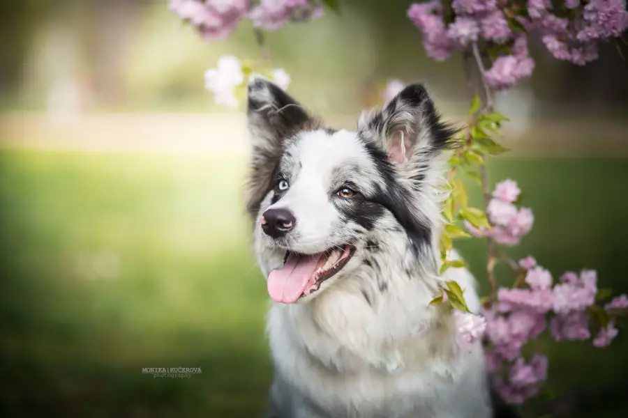 Focení zvířat - Fotografie č. 20