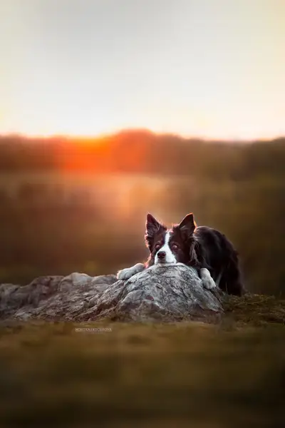 Focení zvířat - Fotografie č. 23