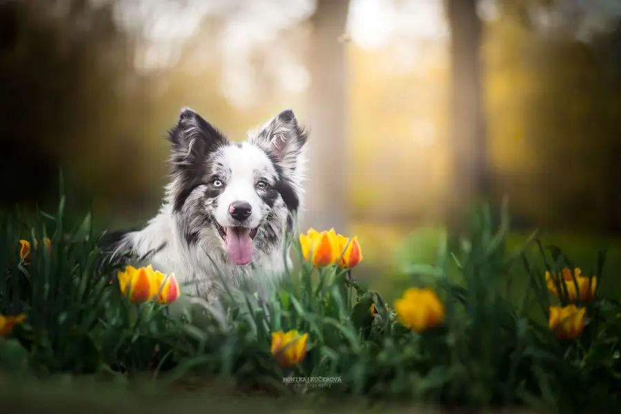 Focení zvířat - Fotografie č. 16