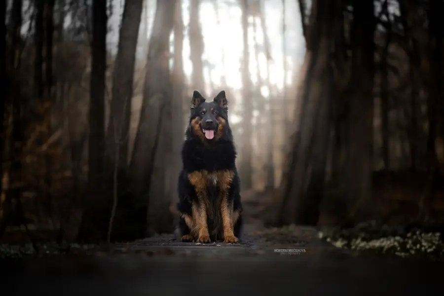 Focení zvířat - Fotografie č. 25