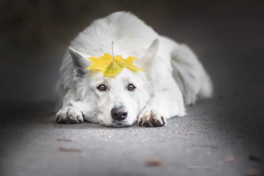 Focení zvířat - Fotografie č. 17
