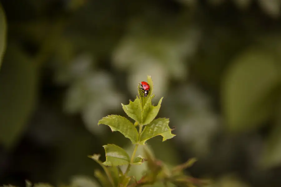 Focení zvířat - Fotografie č. 3