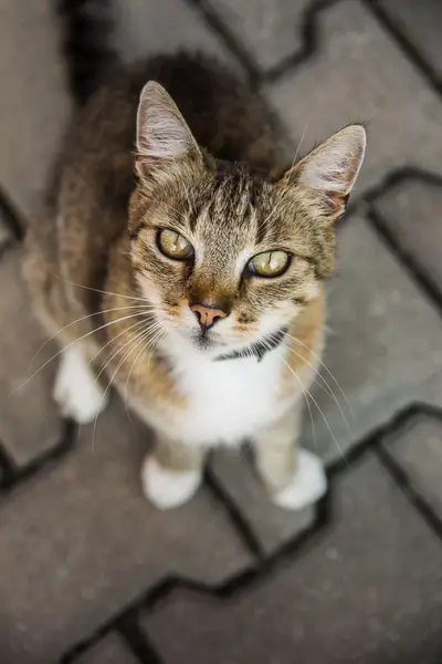 Focení zvířat - Fotografie č. 4