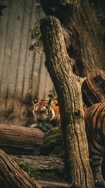 Focení zvířat Aneta Slavíková - Fotografie č. 4