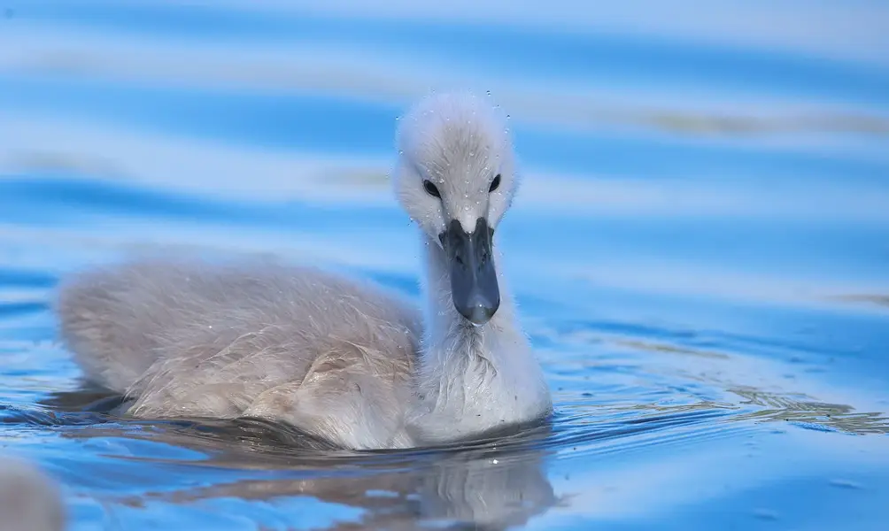 Focení zvířat - Fotografie č. 1