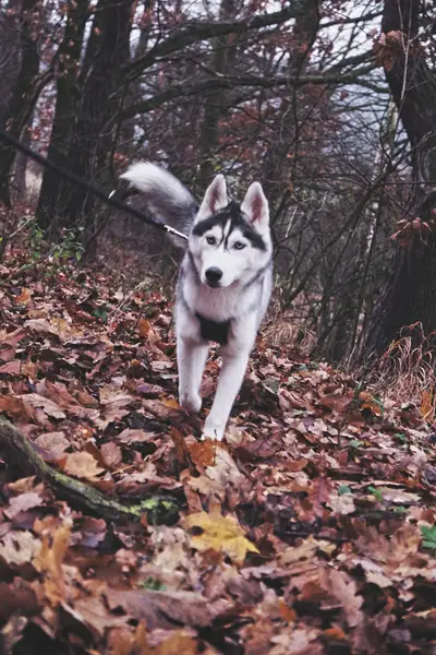 Focení zvířat - Fotografie č. 1