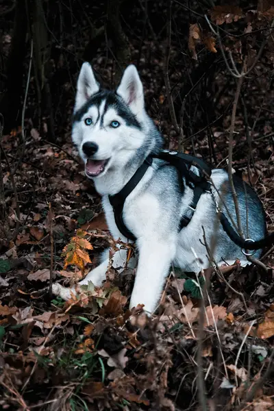Focení zvířat - Fotografie č. 6