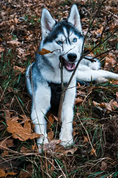Focení zvířat - Fotografie č. 5
