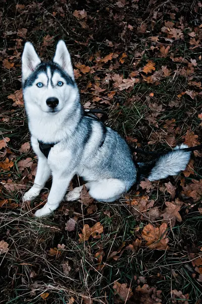 Focení zvířat - Fotografie č. 3