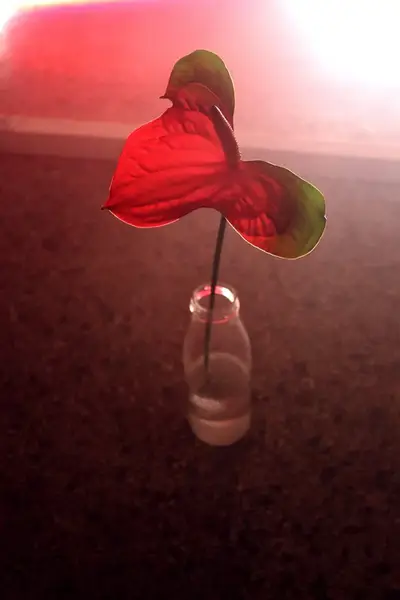 Focení eventů a akcí - Fotografie č. 2