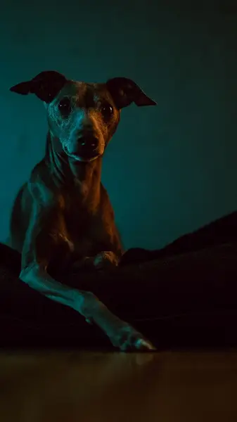 Focení zvířat - Fotografie č. 11