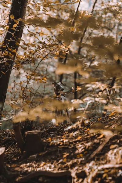 Focení zvířat - Fotografie č. 13
