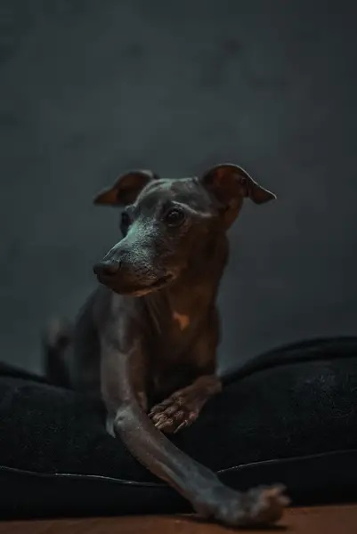 Focení zvířat - Fotografie č. 9