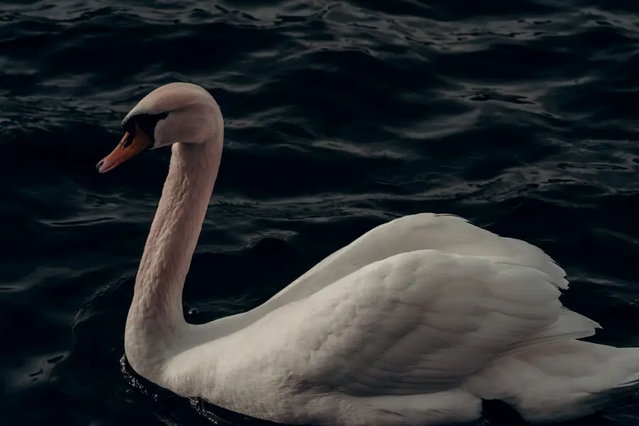 Focení zvířat - Fotografie č. 6