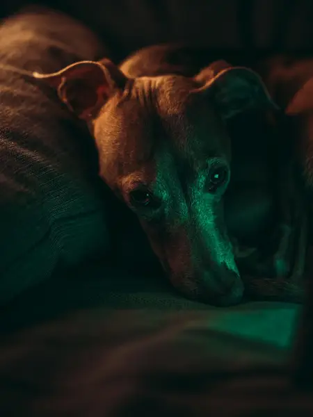 Focení zvířat - Fotografie č. 8