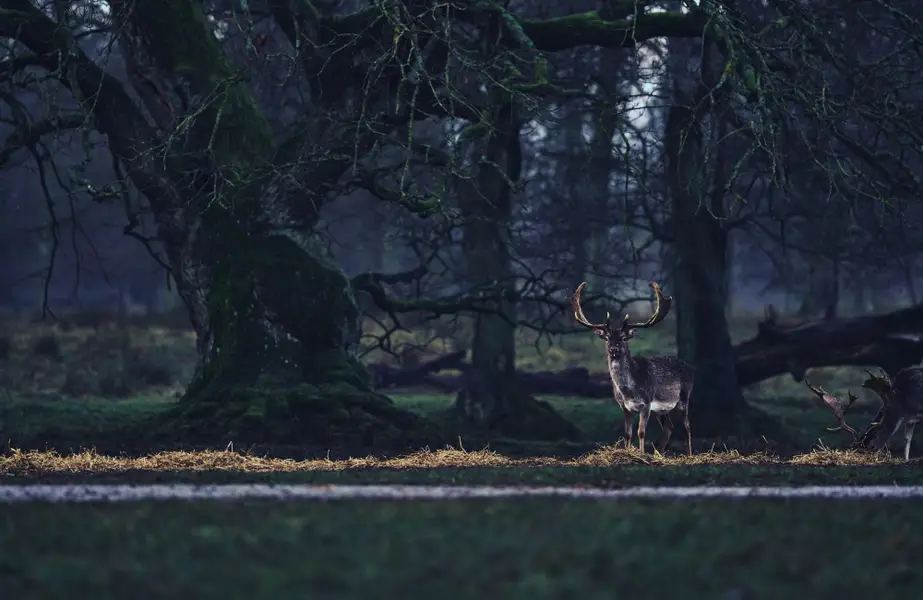 Focení zvířat - Fotografie č. 5