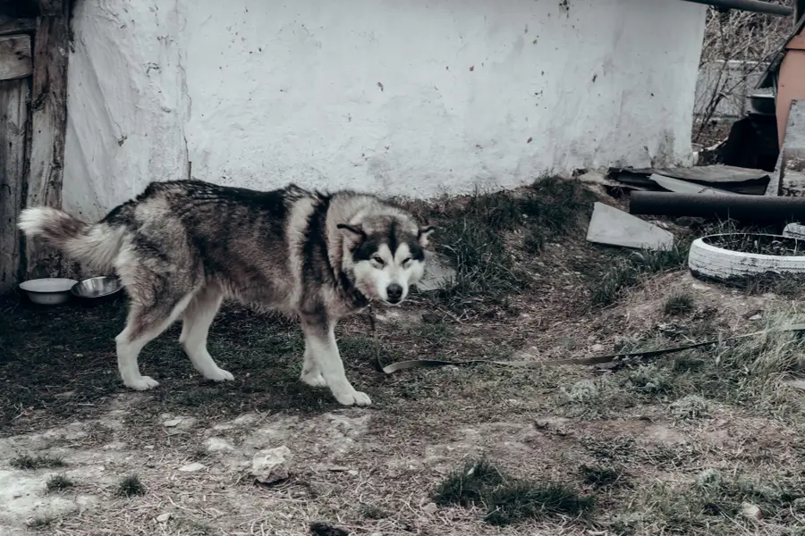 Focení zvířat - Fotografie č. 1