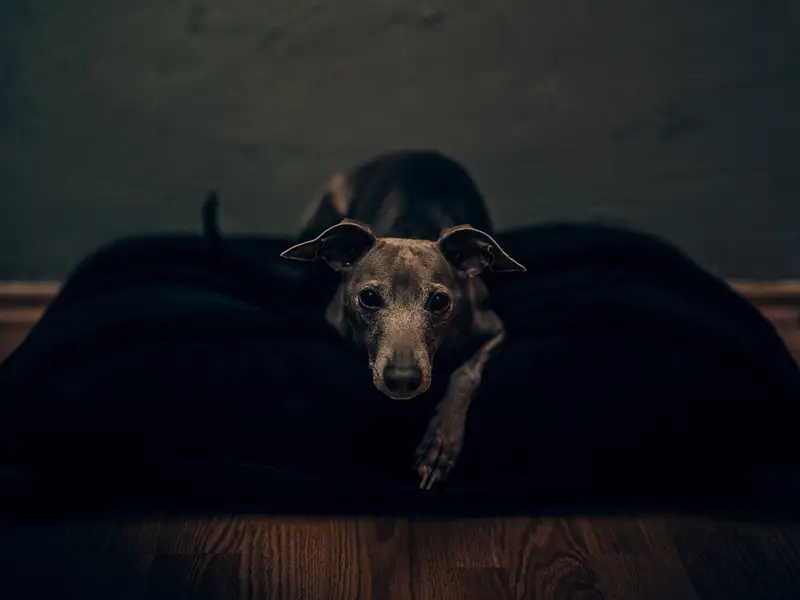 Focení zvířat - Fotografie č. 10
