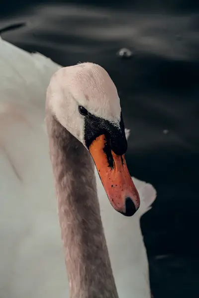 Focení zvířat - Fotografie č. 4
