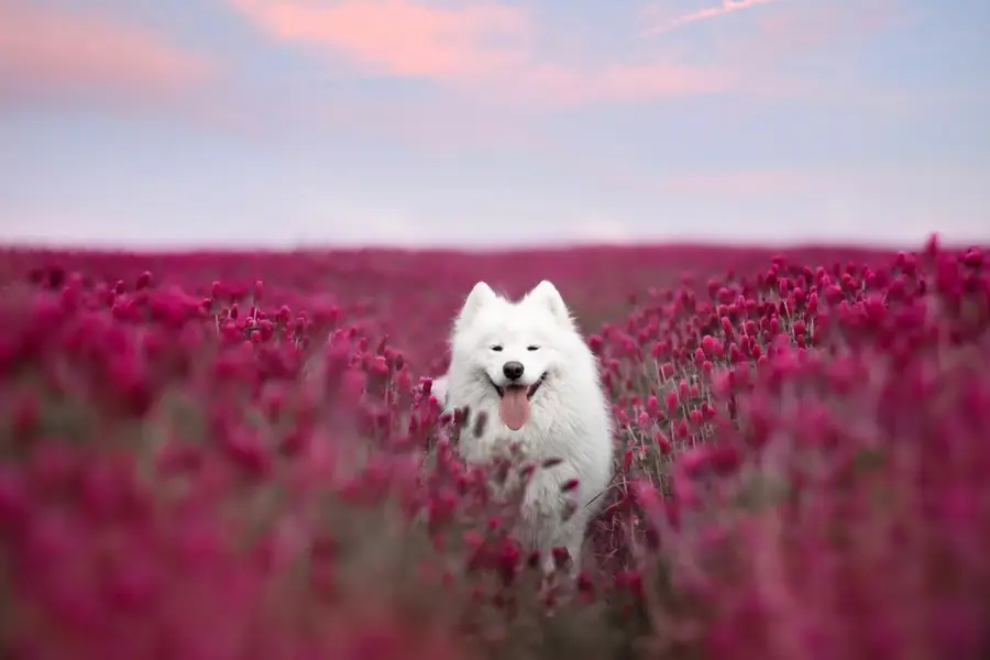 Focení zvířat Nikol Koppová - Fotografie č. 8