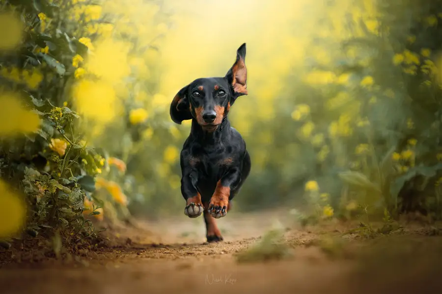 Focení zvířat Nikol Koppová - Fotografie č. 9