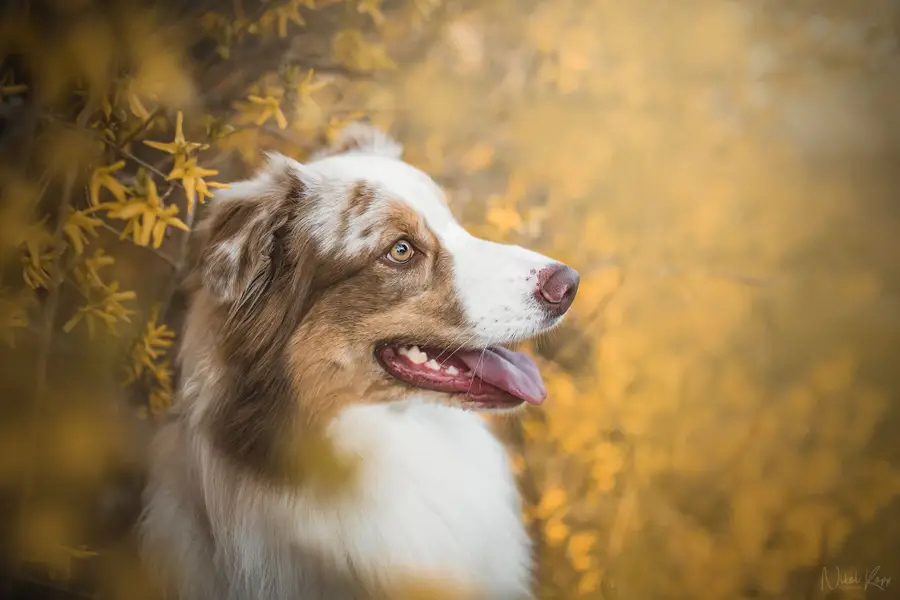 Focení zvířat Nikol Koppová - Fotografie č. 6