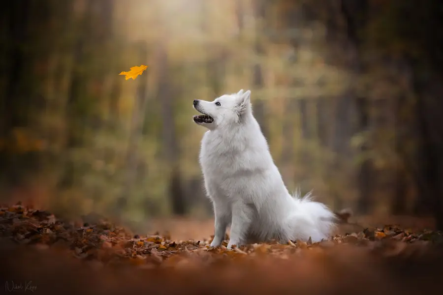 Focení zvířat Nikol Koppová - Fotografie č. 5