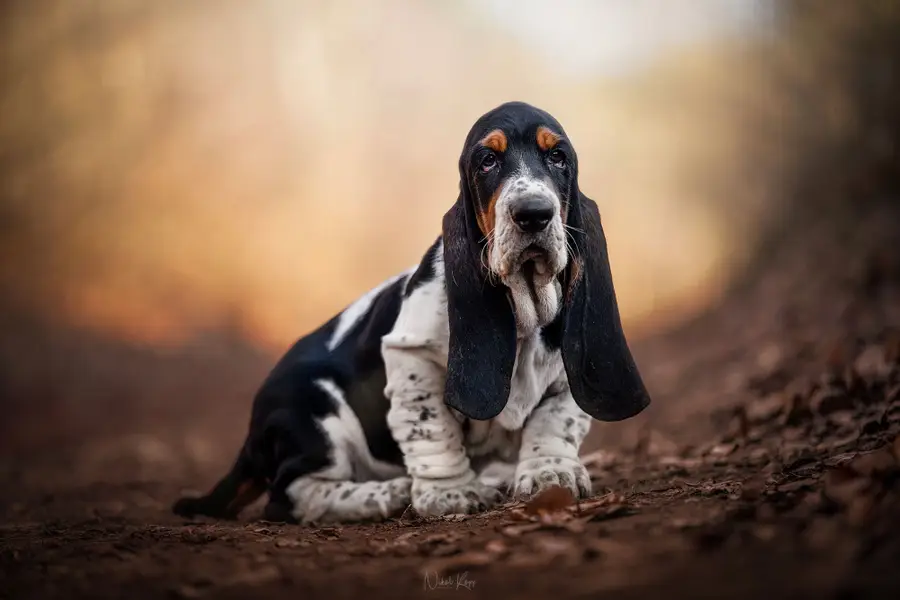 Focení zvířat - Fotografie č. 11