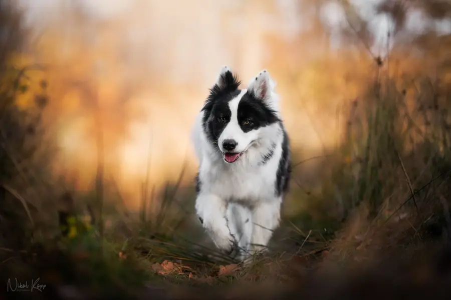 Focení zvířat - Fotografie č. 12