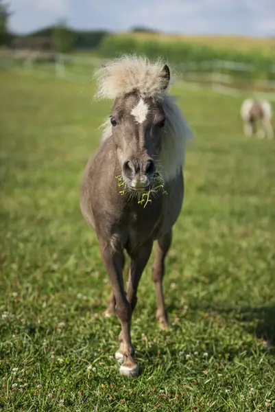 Focení zvířat - Fotografie č. 4
