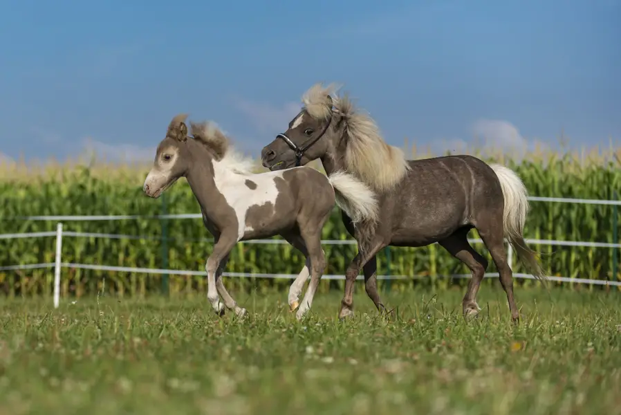 Focení zvířat - Fotografie č. 9