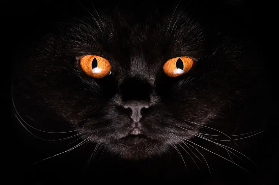 Focení zvířat Oliver Beneš - Fotografie č. 3
