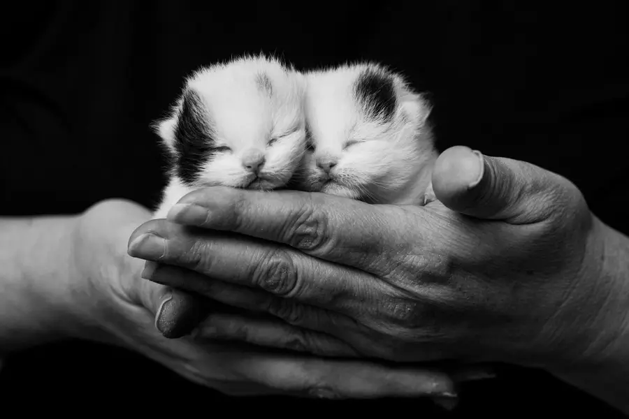 Focení zvířat - Fotografie č. 21