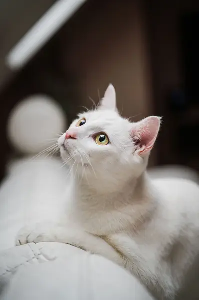 Focení zvířat - Fotografie č. 30