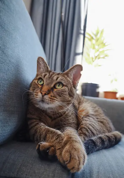 Focení zvířat - Fotografie č. 3