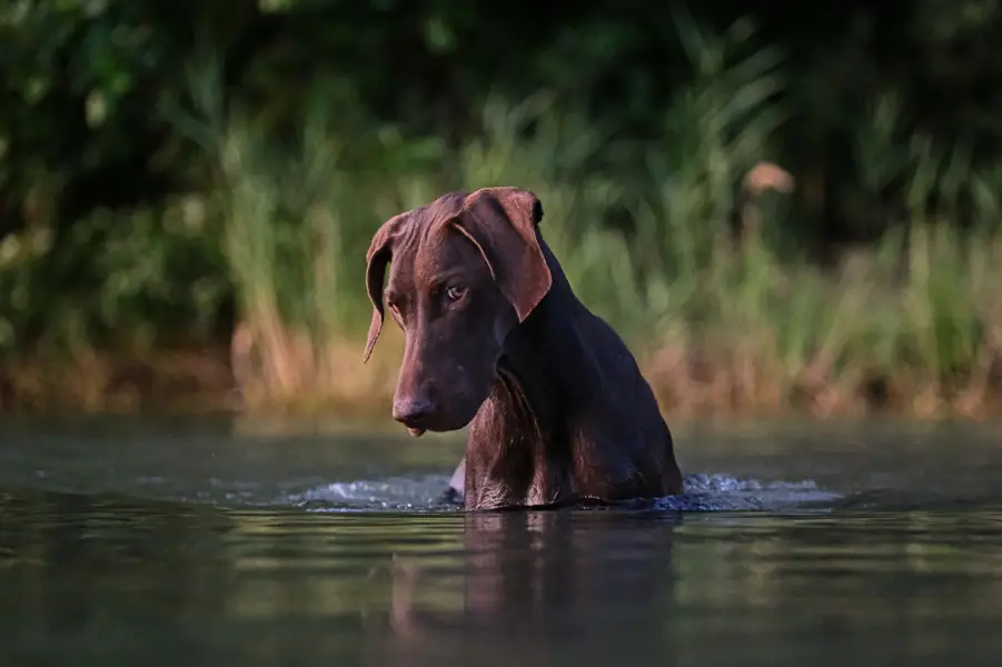 Focení zvířat Jakub Danihelka - Fotografie č. 4