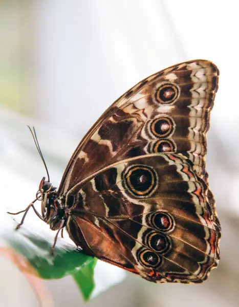 Focení zvířat - Fotografie č. 13
