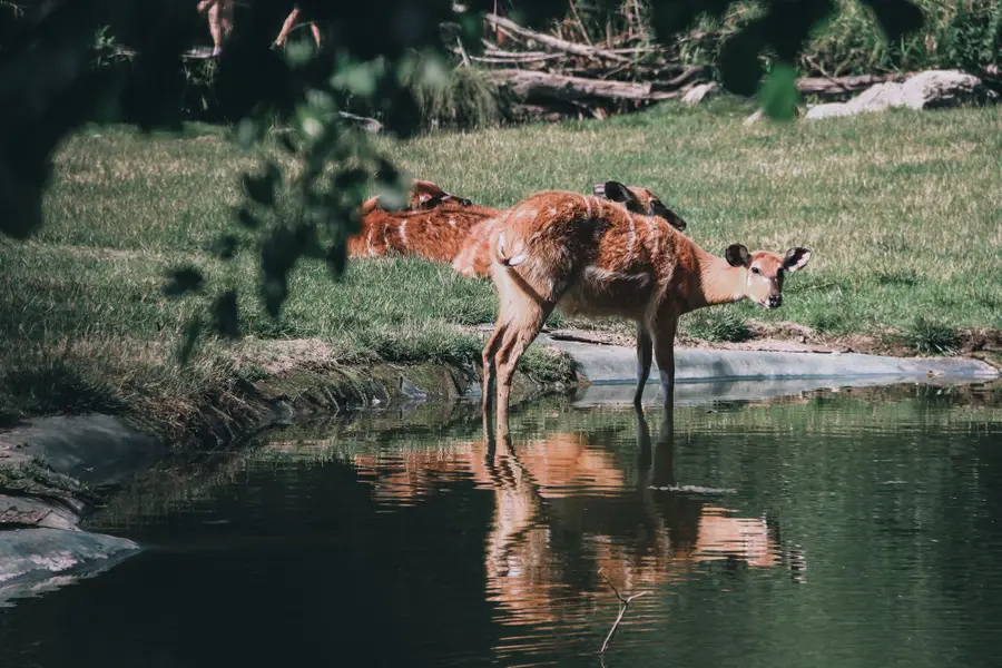 Focení zvířat - Fotografie č. 11