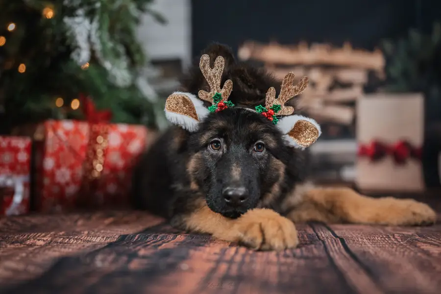 Vánoční focení Eliška Machová - Fotografie č. 3