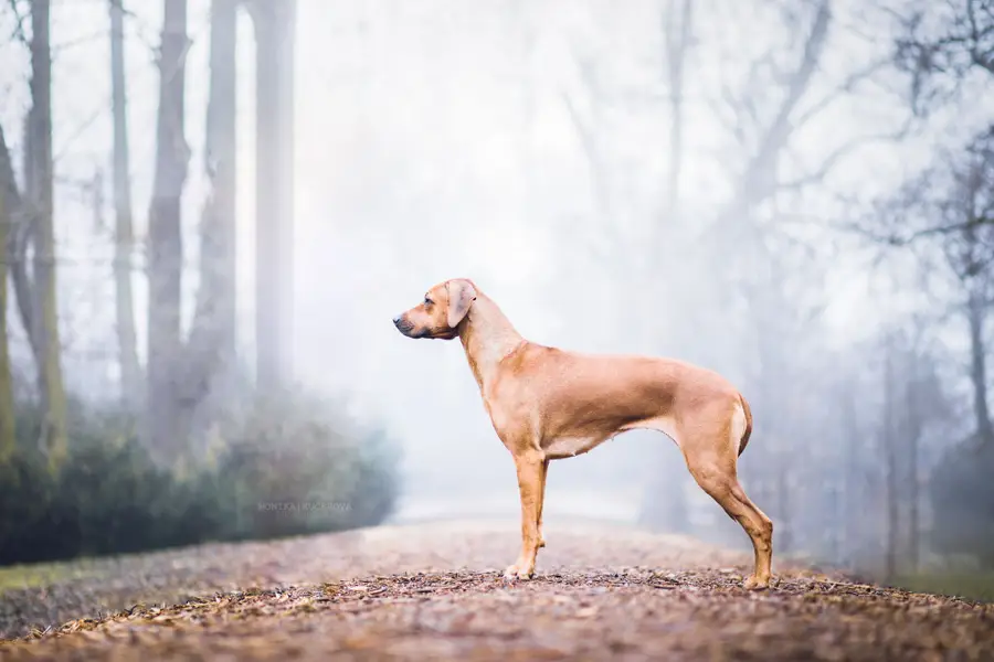 Focení zvířat - Fotografie č. 11