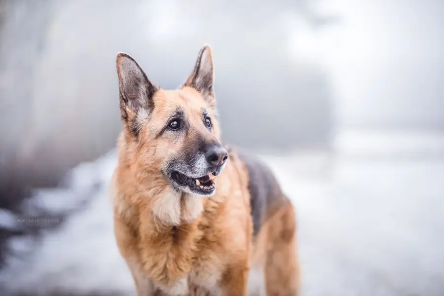 Focení zvířat Monika Kučerová - Fotografie č. 10