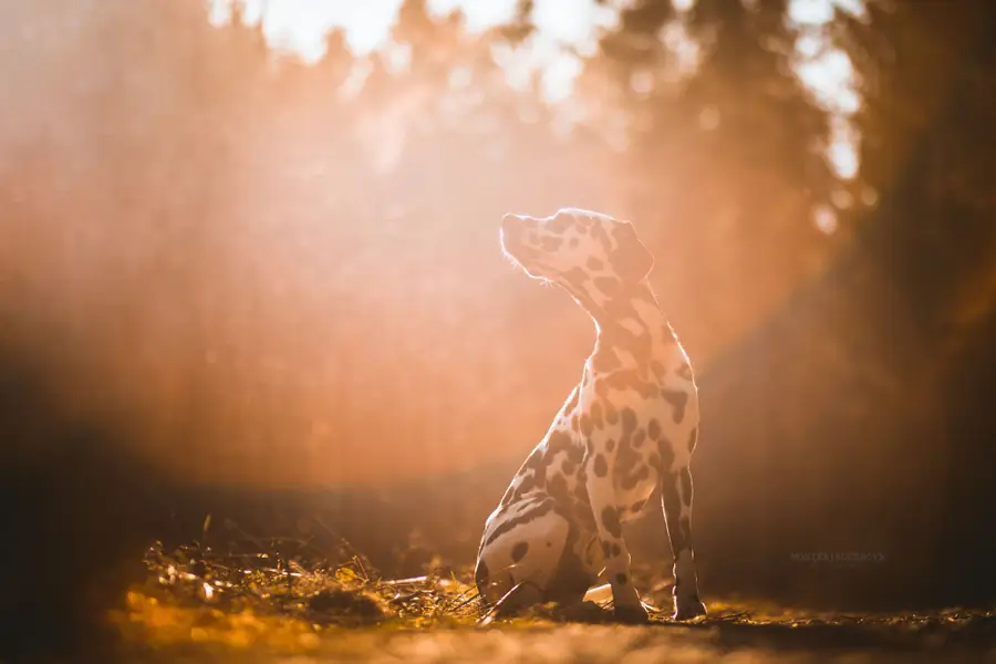 Focení zvířat Monika Kučerová - Fotografie č. 4