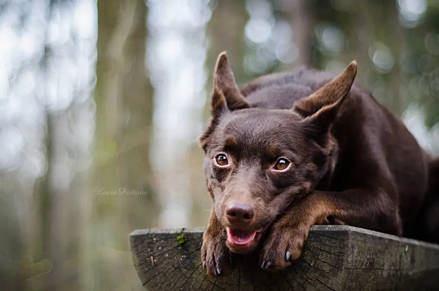 Focení zvířat - Fotografie č. 6
