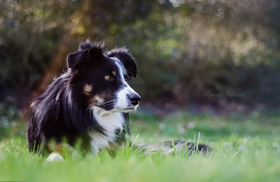 Focení zvířat - Fotografie č. 8