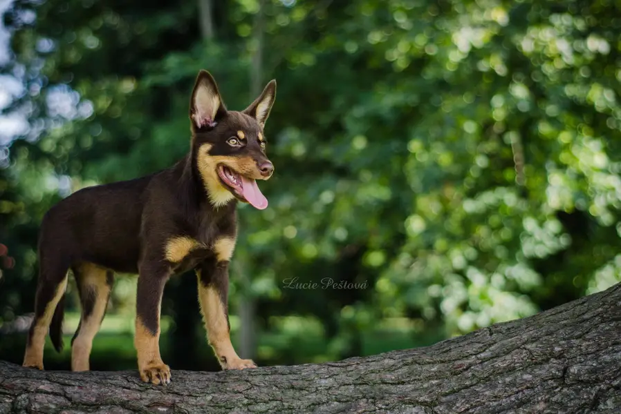 Focení zvířat - Fotografie č. 9