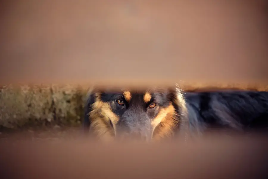 Focení zvířat Vladimír Urban - Fotografie č. 6
