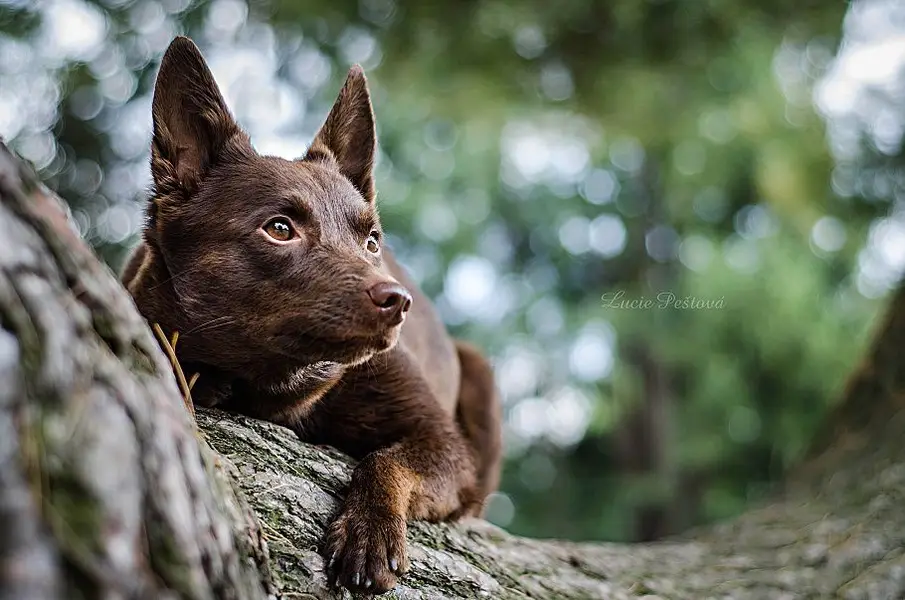 Focení zvířat - Fotografie č. 19