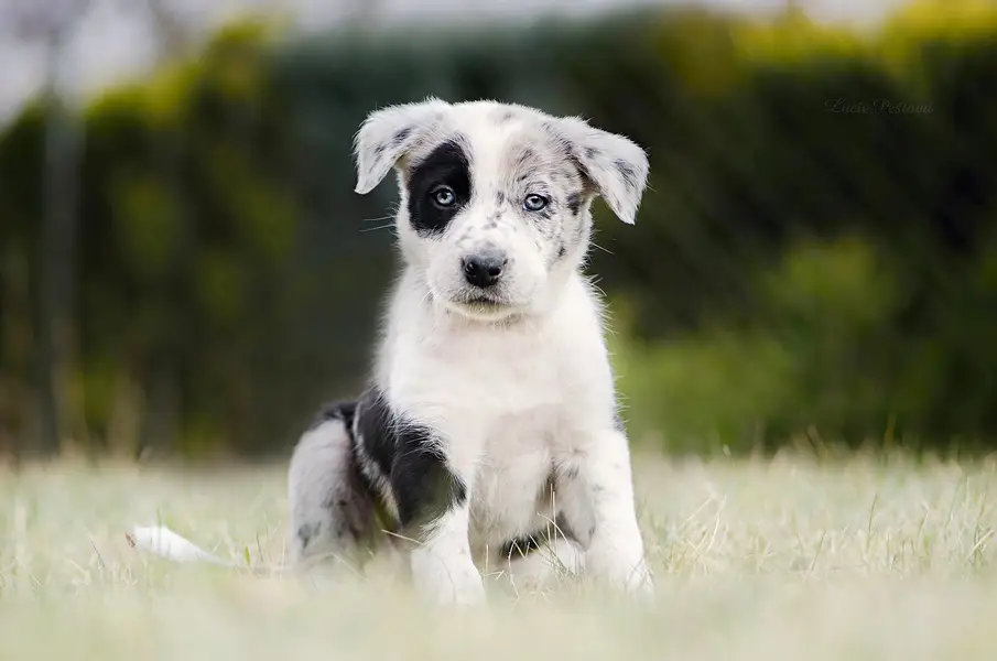 Focení zvířat - Fotografie č. 20