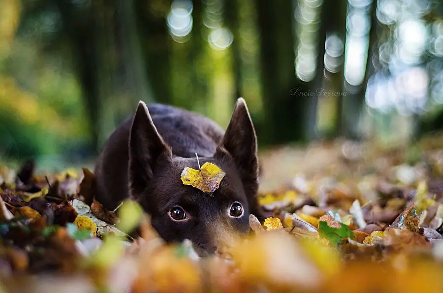 Focení zvířat - Fotografie č. 13