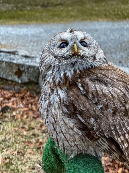 Focení zvířat - Fotografie č. 2